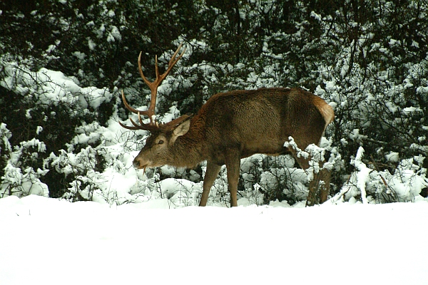 Ancora cervi